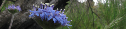 ashes to flowers